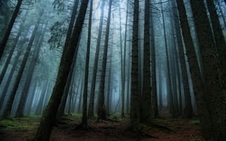 Картинка лес, деревья, туман, природа
