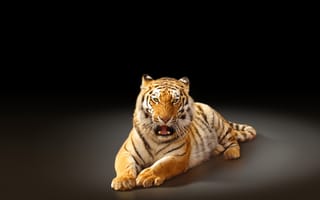 Картинка тигр, черный фон, хищник, амурский тигр, большая кошка