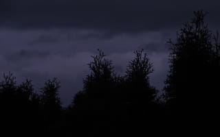 Картинка лес, небо, тучи, сумерки, природа, деревья