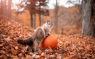 Картинка осень, кошка, кот, тыква, листва, парк