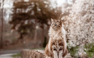 Картинка кошка, кот, камни, парк, сад