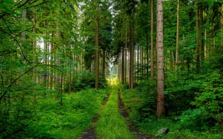 Картинка дорога, зелень, лето, ветки, кусты, лес, листва, деревья