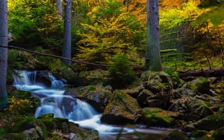 Картинка зелень, осень, лес, forest, камни, autumn, trees, деревья