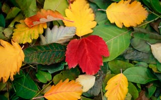 Картинка осень, листья, времена года