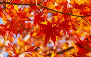 Картинка осень, листья, Японский клён, макро, клён, ветка
