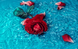 Картинка цветок, вода, scarlet Rose, красота, алая роза, Og Mpango, petals, flower, water, лепестки