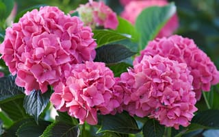 Картинка цветы, розовые, гортензия