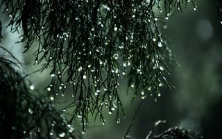 Картинка капли воды, water drops, tree branch, blurred, ветка дерева, Sitthan Kutty, размытый