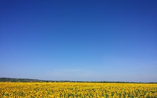 Картинка лето, красота, beauty, summer, поле подсолнухов, голубое небо, blue sky, простор