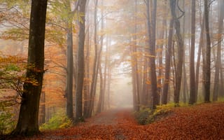 Картинка осень, лес, парк, ветви, листва, свет, туман, деревья