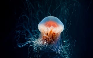 Картинка море, вода, под водой, темный, медузы, подводный мир