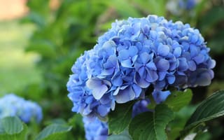 Картинка макро, цветы, гортензия, голубой, соцветие
