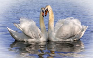 Картинка вода, поза, вместе, белые, водоем, лебеди, птица, пара