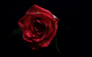 Картинка роза, rose, black, water drops, флора, капли воды, flora, черный