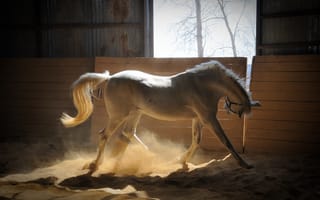 Картинка Лошадь, лучи солнца, белая, песок, загон