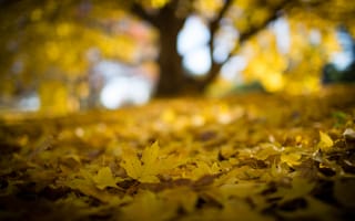 Картинка Beautiful, Autumn, Leaves, Forest, Yellow