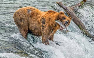 Картинка Water, River, Bear, Log, Salmon