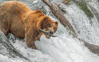 Картинка Water, River, Bear, Wet, Fishihg