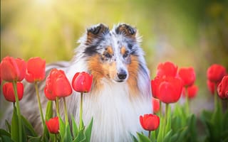 Картинка морда, цветы, собака, Шетландская овчарка, тюльпаны, Шелти