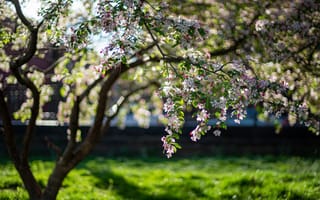 Картинка трава, свет, деревья, цветы, весна, ветки, парк, поляна