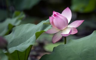 Картинка листья, цветы, лотос, муха, бутоны, розовые