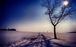 Обои дерево, пейзаж, дорога, снег, зима
