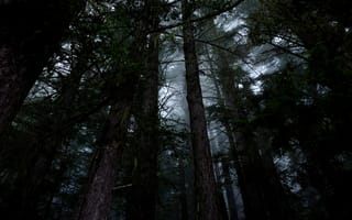 Картинка лес, деревья, Hoh Rainforest, природа, туман, США