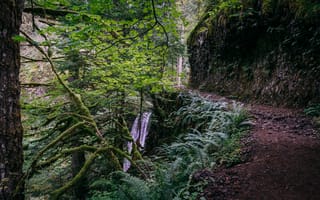 Картинка деревья, природа, США, Columbia River Gorge, Oregon, тропинка, водопад