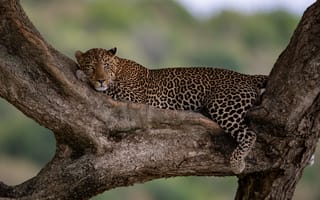 Картинка отдых, леопард, дикая кошка, на дереве
