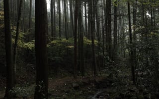 Картинка лес, деревья, природа, тропинка, туман