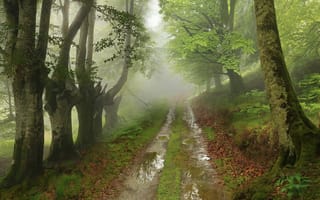 Картинка дорога, лес, природа, деревья, листва, ветки, туман, лужа