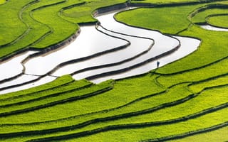 Картинка поле, вода, water, man, зеленая трава, green grass, рис, человек, field, rice