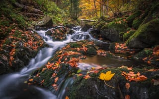 Картинка осень, лес, каскад, опавшие листья, ручей, камни, мох