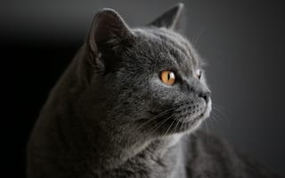 Картинка кот, взгляд, котейка, портрет, мордочка, Британская короткошёрстная кошка