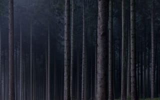 Картинка лес, деревья, природа