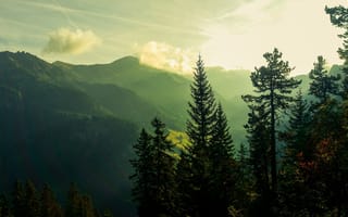 Картинка утро, свет, сосна, лес, горы, туман, облака, ели
