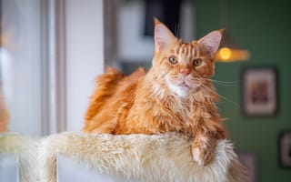 Картинка кошка, кот, комната, окно, морда, взгляд, лежит, мех