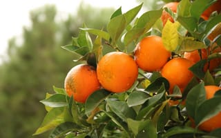 Картинка листья, капли, плоды, природа, апельсин, ветки, сад, фрукты