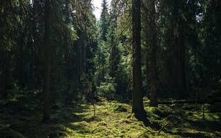 Картинка лес, деревья, природа