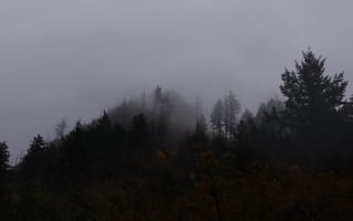 Картинка лес, небо, туман, США, Орегон, деревья, Columbia River Gorge