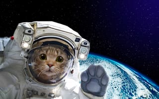 Картинка кошка, глаза, звезды, кот, космос, стекло, взгляд, полет