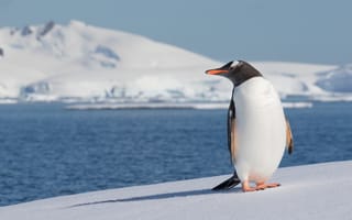 Картинка море, снег, Антарктида, пингвин, птица