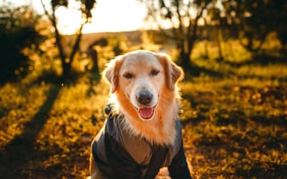 Картинка пёс, Золотистый ретривер, Helena Lopes, golden retriever, hunting dog, охотничья собака