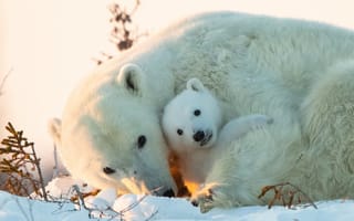 Картинка снег, медвежонок, медведица, Полярные медведи, детёныш, Белые медведи