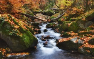 Картинка осень, лес, камни, листья, природа, ручей
