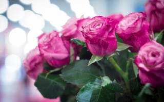 Обои цветы, розовые розы, боке