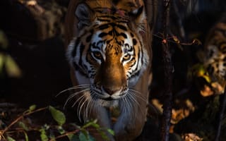 Картинка природа, тигр, зверь, хищник, животное