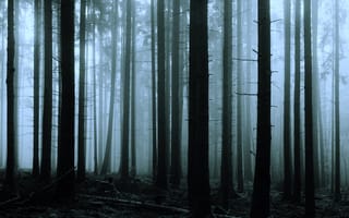 Картинка осень, лес, Германия, октябрь, деревья, туман, природа, Бавария