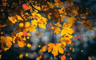 Картинка осень, ветки, жёлтые листья, клён