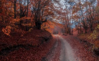Картинка дорога, осень, пейзаж, природа, Игорь Прошаков, лес